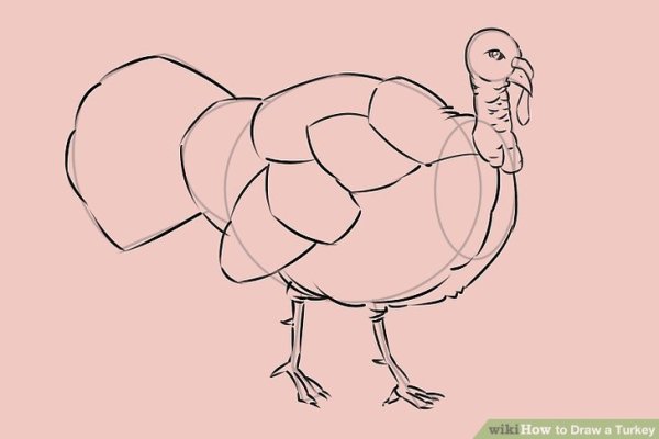 Поэтапное рисование индюка