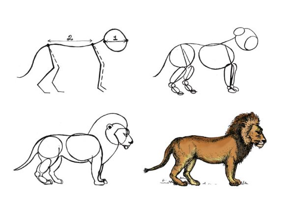 Поэтапное рисование Льва