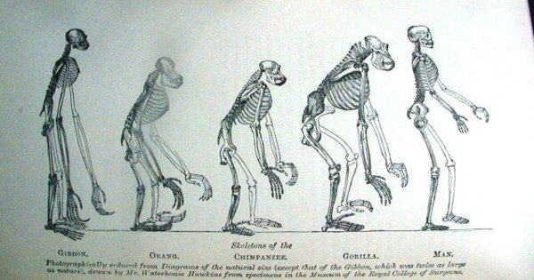 Дарвин и дарвинизм