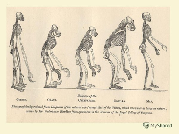 Дарвин достижения и открытия