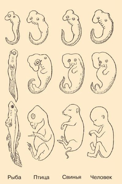 Сходство эмбрионов позвоночных на ранних стадиях развития