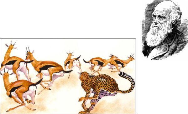 Наблюдения Чарльза Дарвина