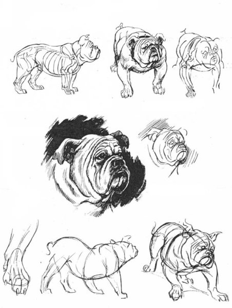 Набросок разных пород собак