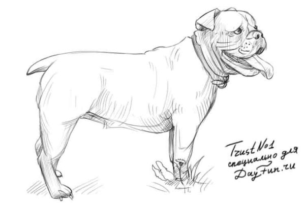 Рисунки для срисовки карандашом бульдога
