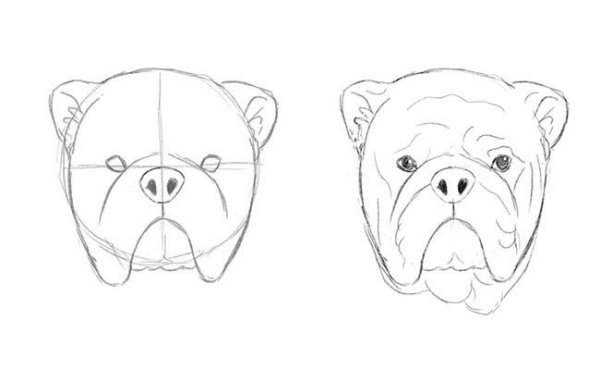 Как нарисовать английского бульдога