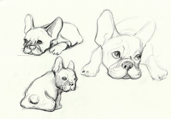 Французский бульдог референс