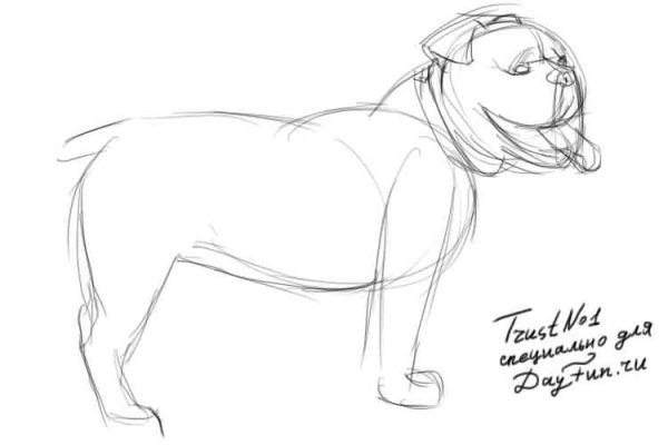 Бульдог рисунок карандашом для начинающих