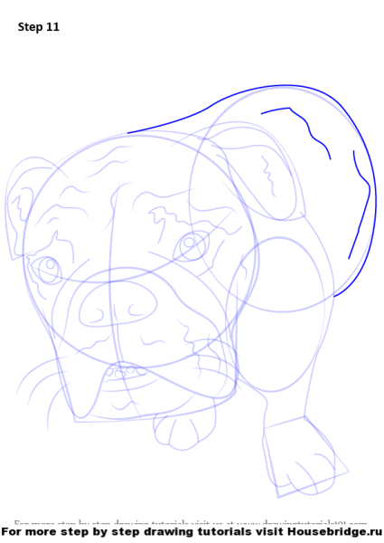 Бульдог рисунок карандашом поэтапно