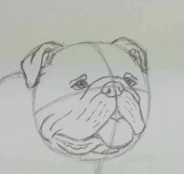 Бульдог карандашом пошагово