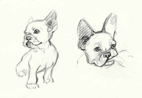 Французский бульдог референс