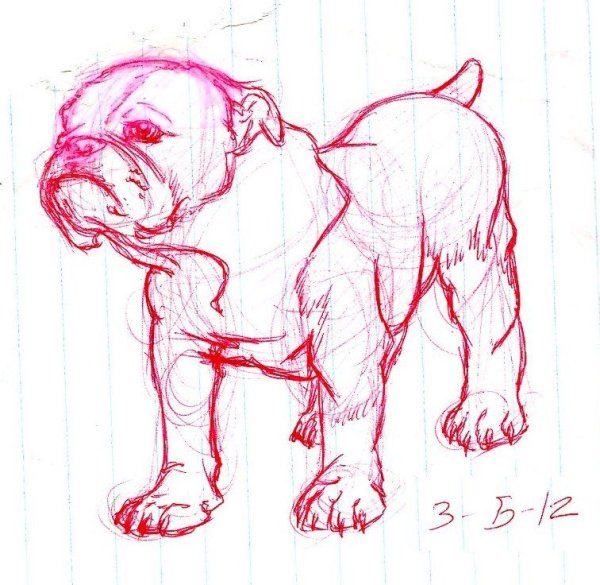 Нарисовать бульдога поэтапно