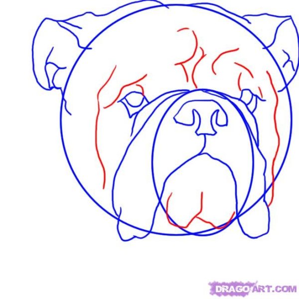Бульдог рисунок поэтапно