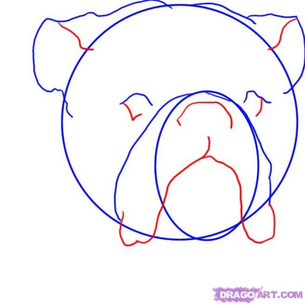 Английский бульдог нарисовать карандашом поэтапно для начинающих