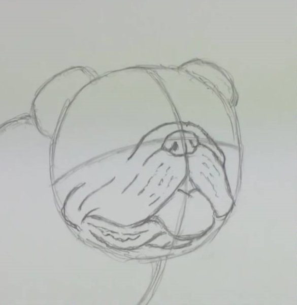 Нарисовать бульдога карандашом пошагово