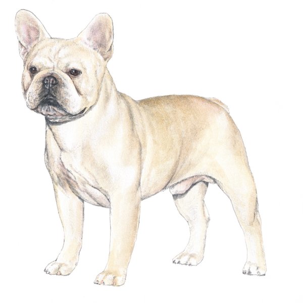 Французский бульдог стандарт FCI