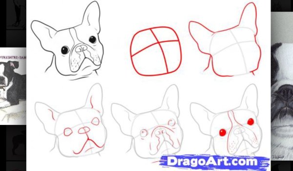Голова английского бульдога раскраска