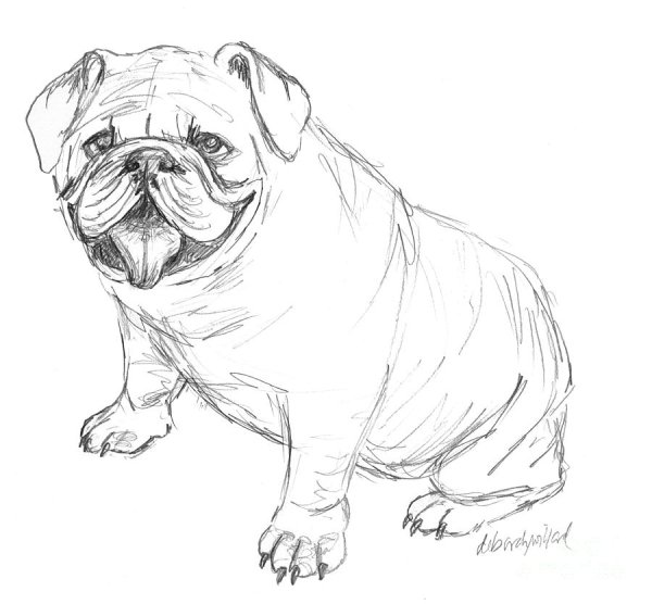 Строение французского бульдога