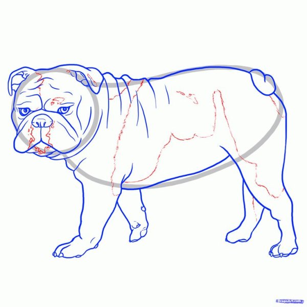 Мопс карандашом