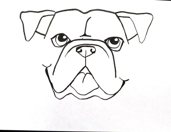 Французский бульдог карандашом