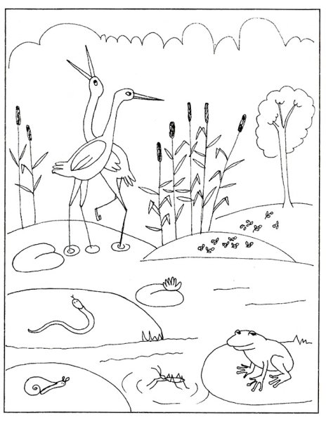 Обитатели водоемов для дошкольников задания