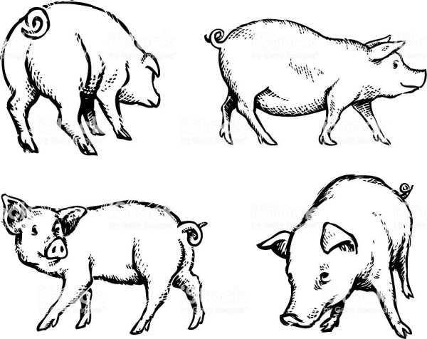Рисунки свиньи для срисовки