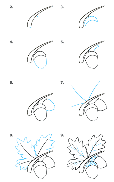 Поэтапное рисование Желудя