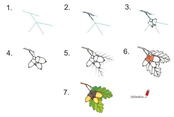 Поэтапное рисование Желудя