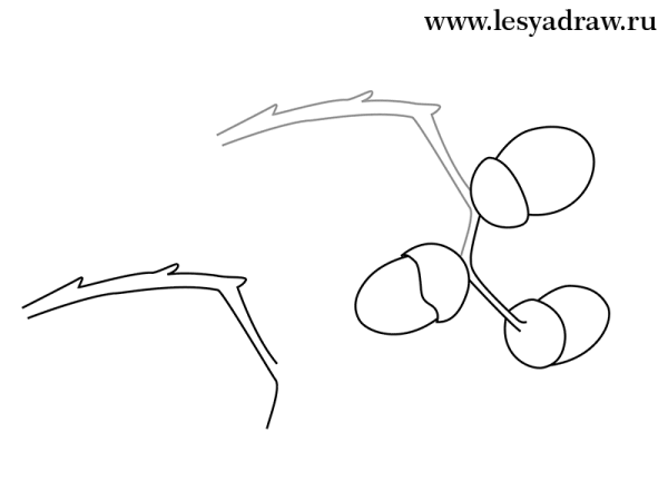 Как нарисовать Желудь