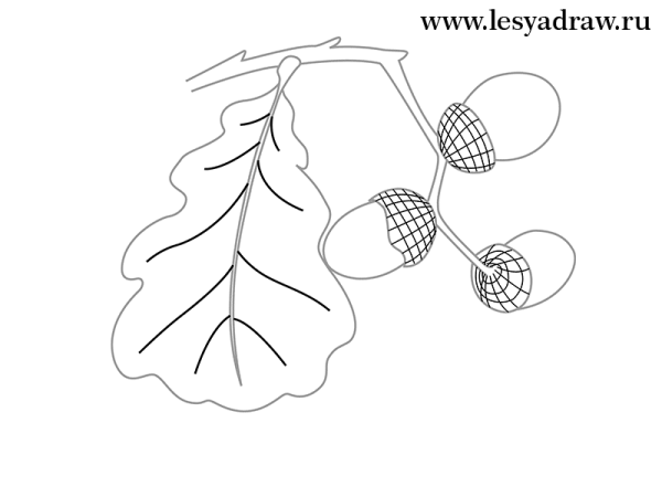 Желуди акварелью