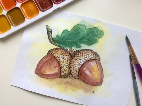 Лист дуба летом и осенью