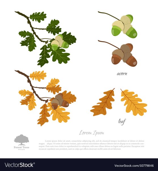 Желудь карандашом