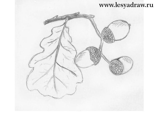Поэтапное рисование Желудя