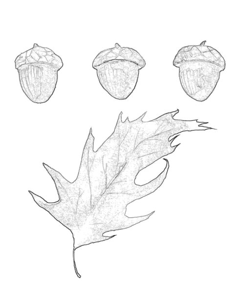 Как нарисовать Желудь поэтапно для детей