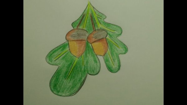 Как нарисовать Желудь