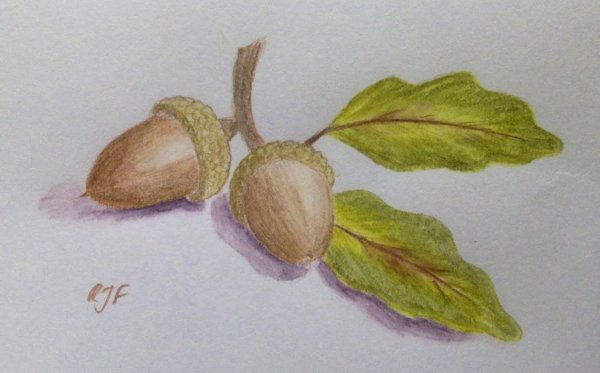 Графическое изображение жёлудя