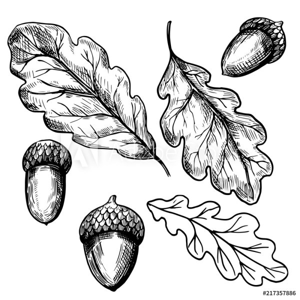 Поэтапное рисование Желудя