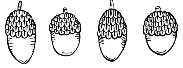 Раздаточный материал желуди