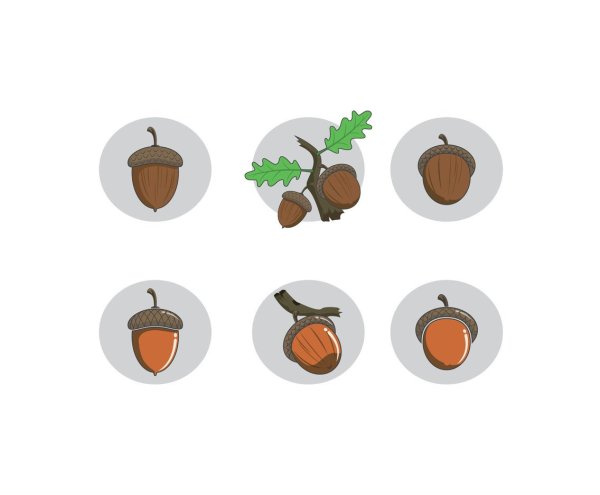 Желуди на ветке