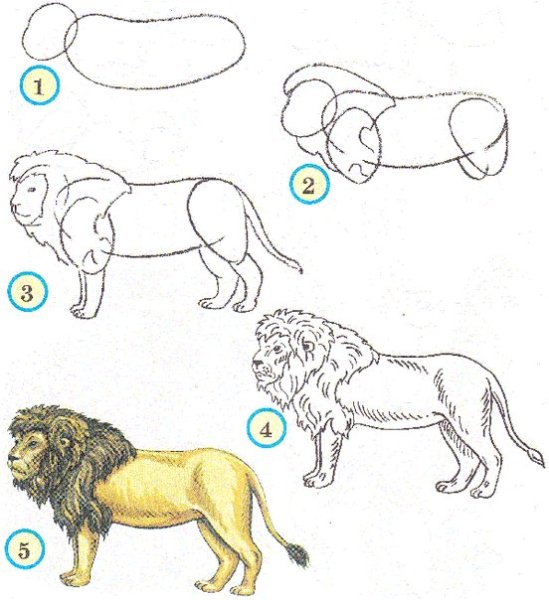 Этапы рисования животных