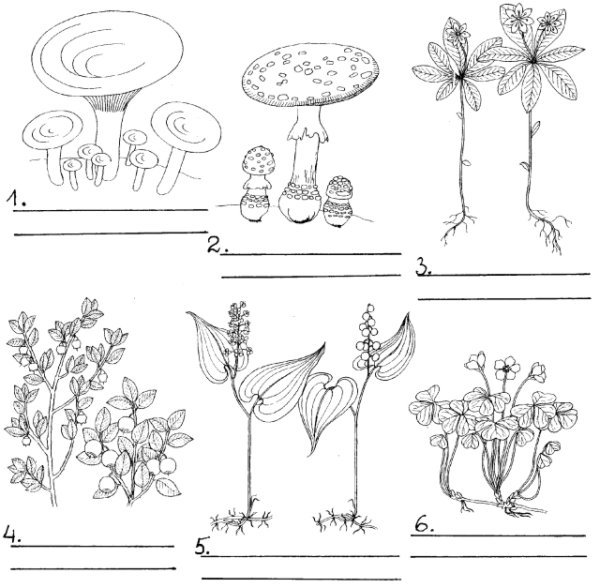 Травянистые растения задания для дошкольников
