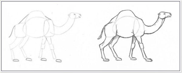 Поэтапное рисование верблюда в пустыне