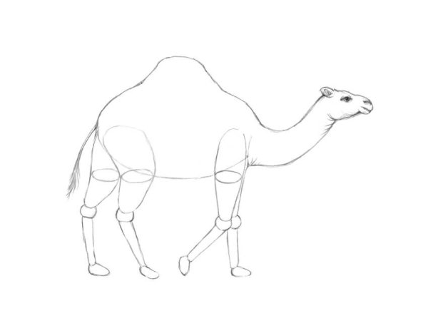 Поэтапное рисование верблюда
