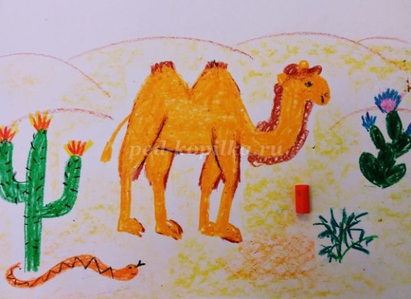 Рисование верблюд в пустыне в подготовительной группе