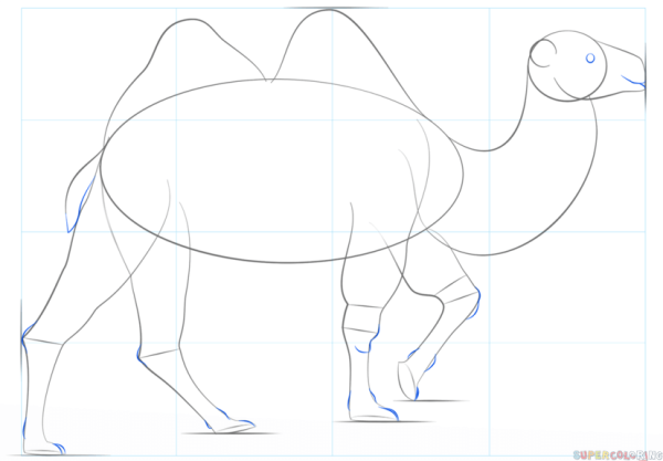 Поэтапное рисование верблюда