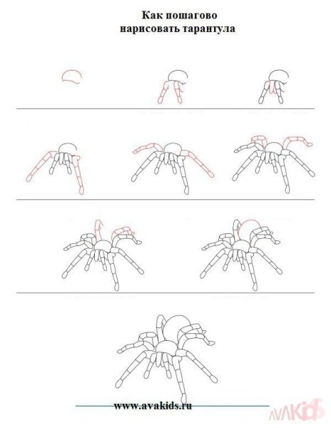 Рисуем паука поэтапно