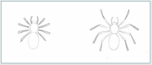 Нарисовать паука тарантула