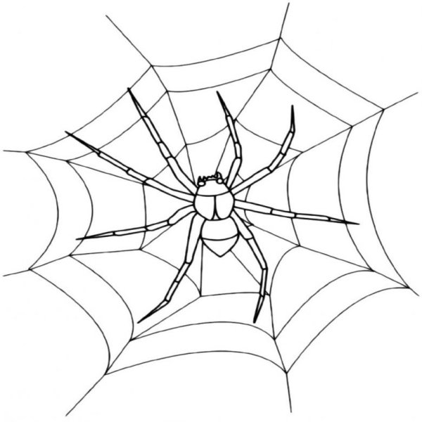 Поэтапное рисование паука карандашом