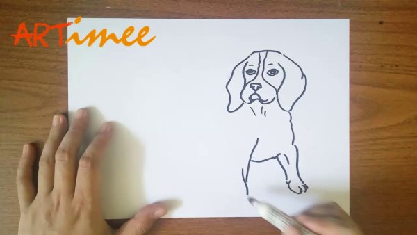 Бигль рисунок карандашом по этапам