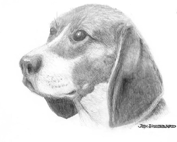 Бигль карандашом