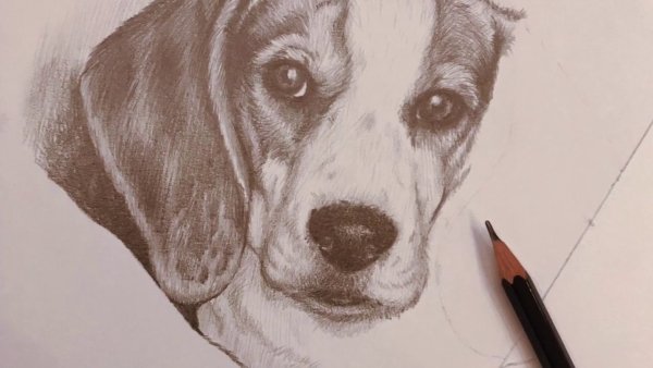 Как нарисовать бигля поэтапно